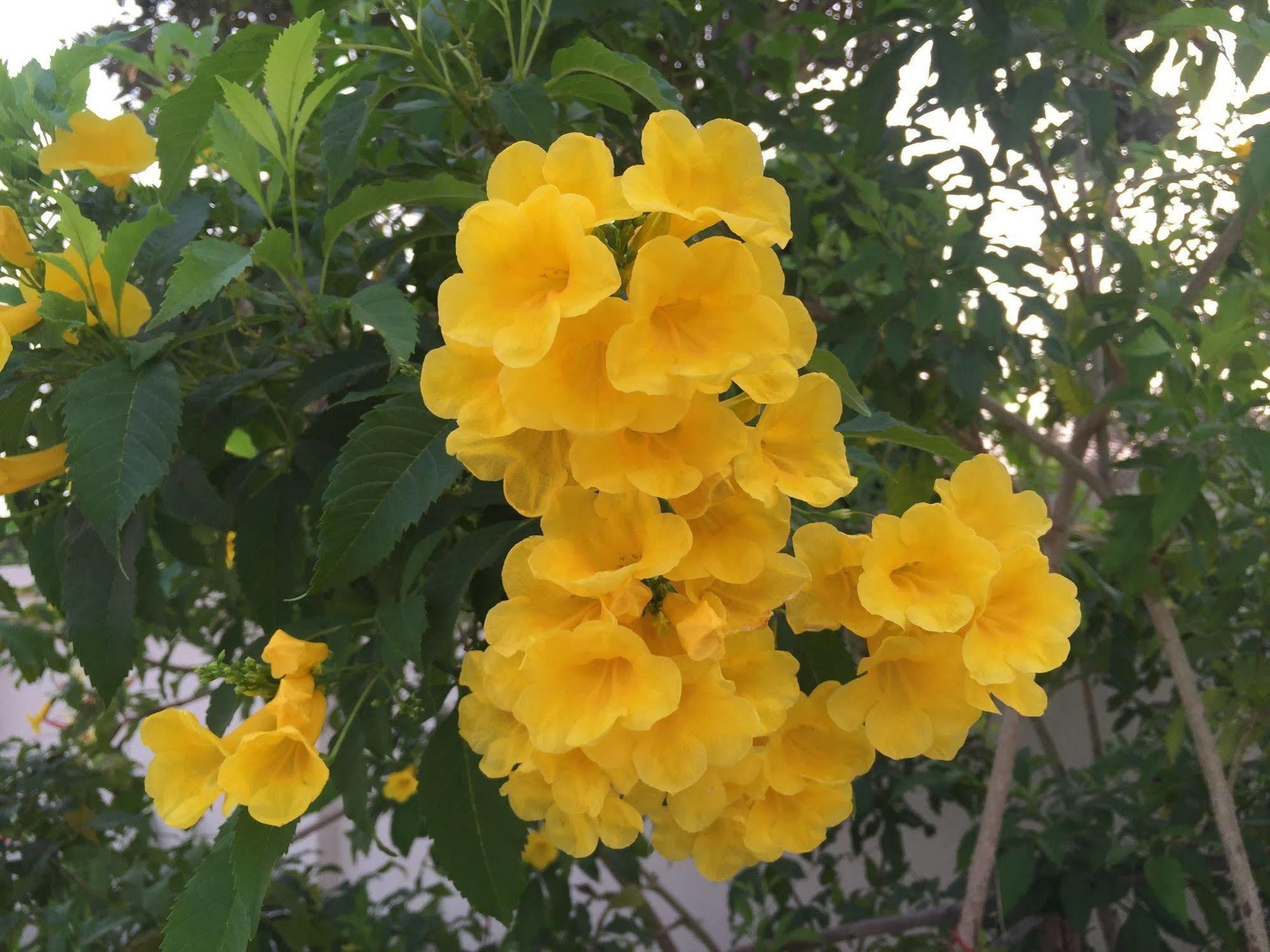 Oyo 306 Paradise Park Laemchabang Sziracsa Kültér fotó